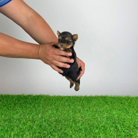 Yorkshire terrier