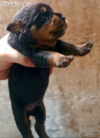 Rottweiler kiskutyák foglalhatók