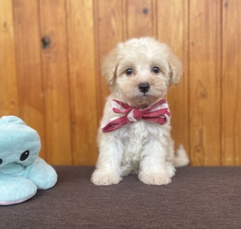 Maltipoo