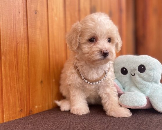 Maltipoo