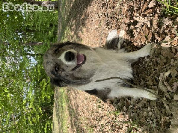 Border Collie (merle)