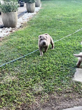 Shar Pei kiskutyák költöznének