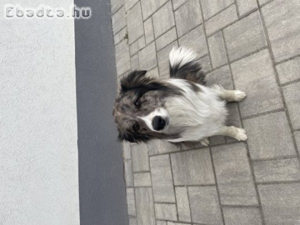 Border Collie (merle)