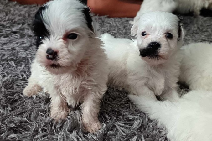 Bichon havanese