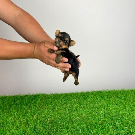 Yorkshire terrier