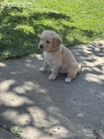 Golden Retriever Kutyák