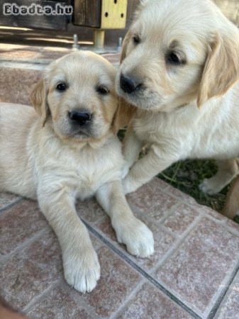Golden Retriever Kutyák
