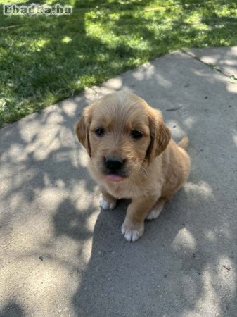 Golden Retriever Kutyusok gazdit keresnek