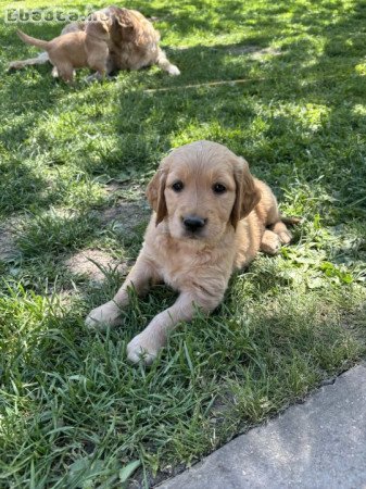 Golden Retriever Kutyusok gazdit keresnek