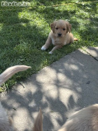 Golden Retriever Kutyusok gazdit keresnek