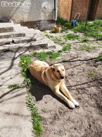 Fajtatiszta jellegű Közép Ázsiai juhász ajándékba