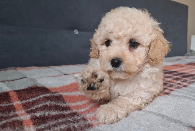 eladó maltipoo babák   máltai - toy uszkár