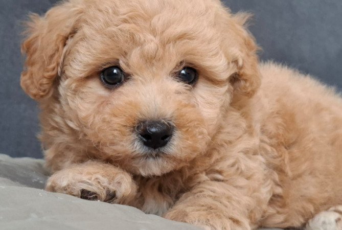 eladó maltipoo babák   máltai - toy uszkár