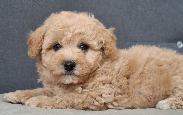 eladó maltipoo babák   máltai - toy uszkár