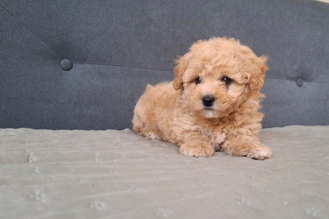 eladó maltipoo babák   máltai - toy uszkár