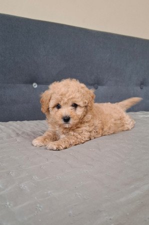 eladó maltipoo babák   máltai - toy uszkár