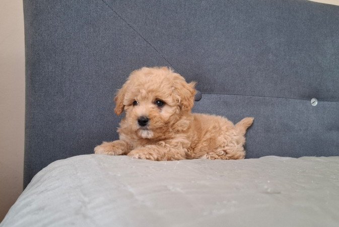 eladó maltipoo babák   máltai - toy uszkár