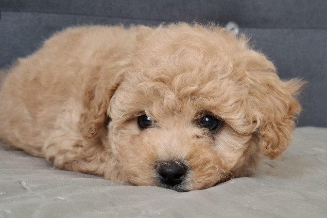 eladó maltipoo babák   máltai - toy uszkár