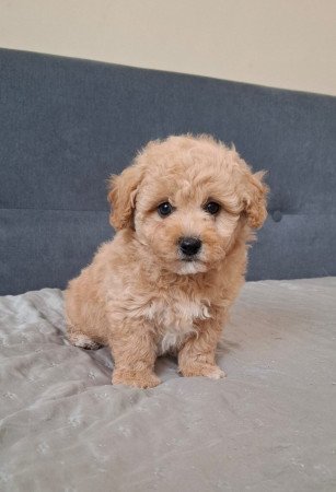 eladó maltipoo babák   máltai - toy uszkár