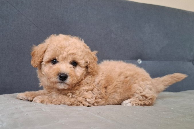 eladó maltipoo babák   máltai - toy uszkár