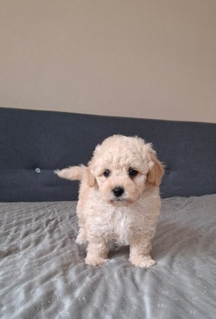 eladó maltipoo babák   máltai - toy uszkár