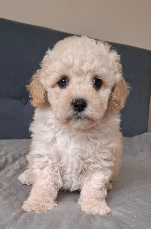 eladó maltipoo babák   máltai - toy uszkár