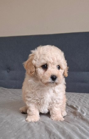 eladó maltipoo babák   máltai - toy uszkár