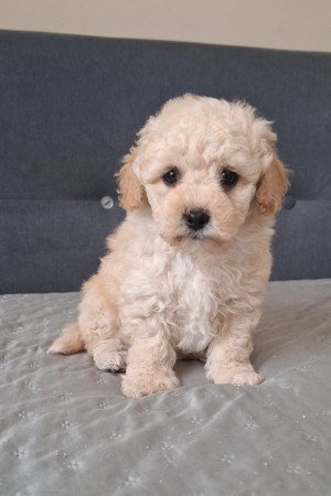 eladó maltipoo babák   máltai - toy uszkár