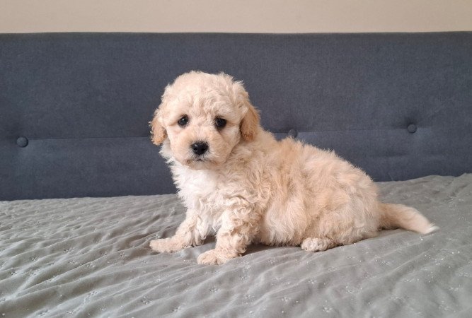 eladó maltipoo babák   máltai - toy uszkár