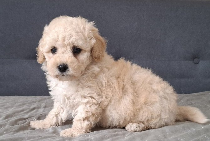 eladó maltipoo babák   máltai - toy uszkár