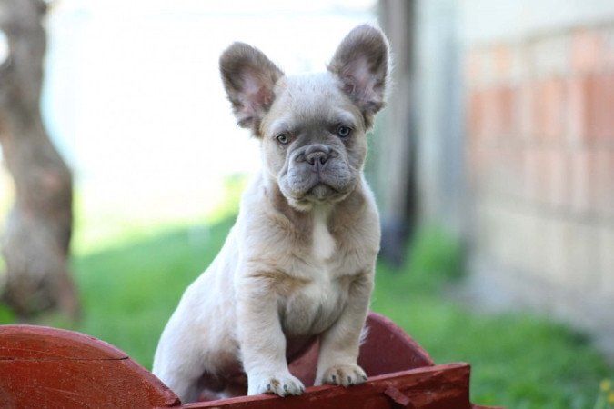 Francia Bulldog