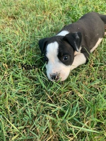 Amerikai staffordshire terrier