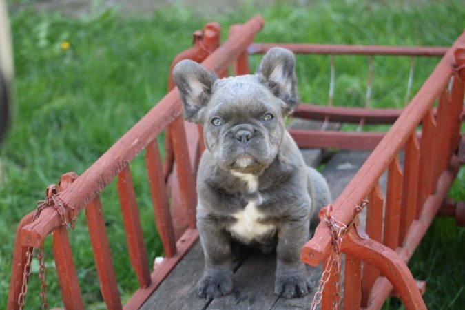 Francia Bulldog