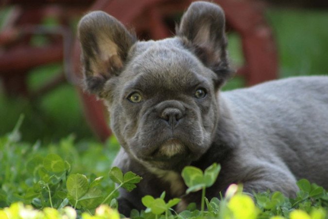 Francia Bulldog