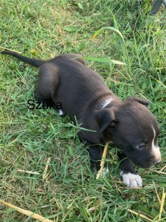 Amerikai staffordshire terrier