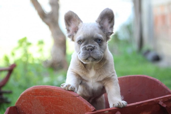 Francia Bulldog