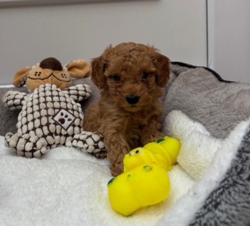 Uszkár