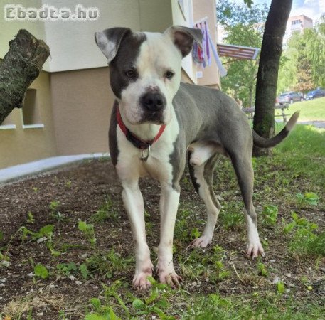 Staffordshire terrier ingyen elvihető