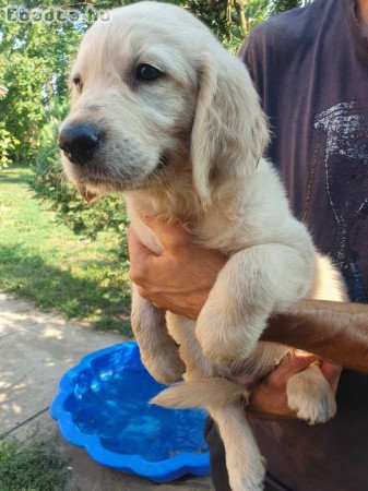 Golden Retriever kiskutya