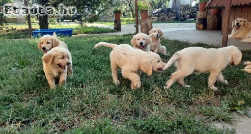 Golden Retriever kiskutya