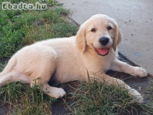 Golden Retriever kiskutya