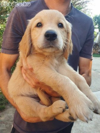 Golden Retriever kiskutya