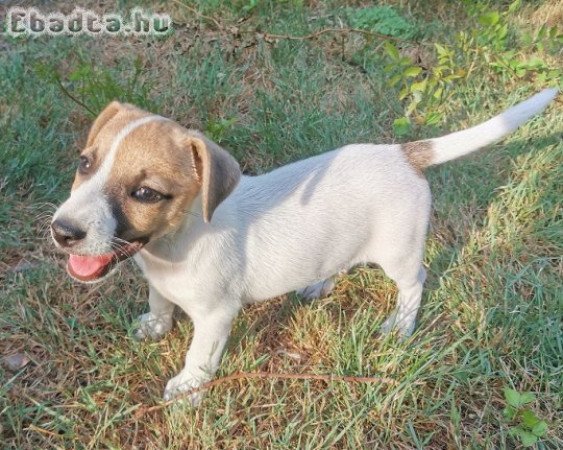 Jack Russel Terrier