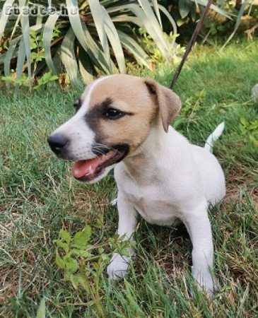 Jack Russel Terrier