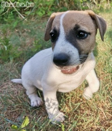 Jack Russel Terrier