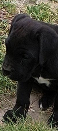 Cane corso  kutyus