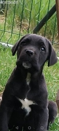 Cane corso  kutyus