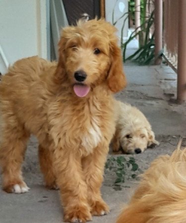 Golden retriever uszkár goldendoodle