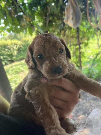 Goldendoodle