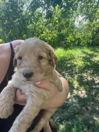 Goldendoodle